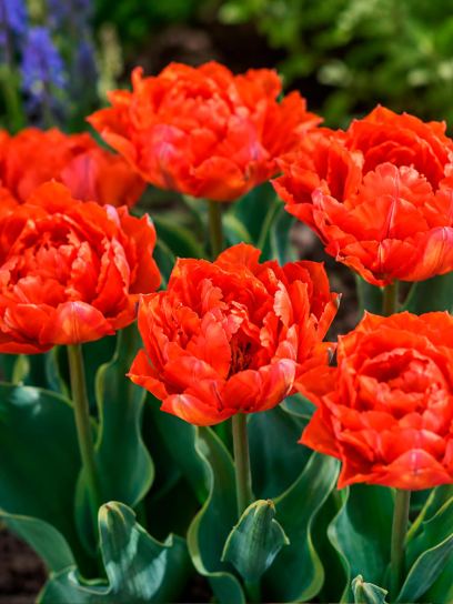 Tulp "Conservatorium Hotel"