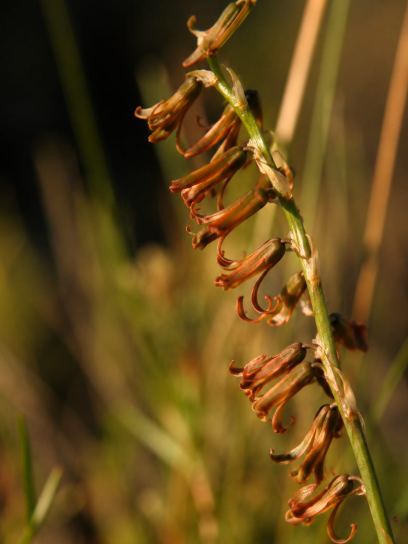 Dipcadi serotinum