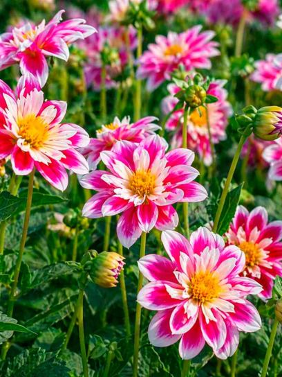 Dahlia "Fashion Monger"