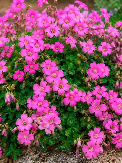 Oxalis lasiandra