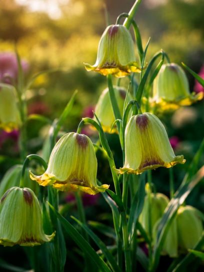 Fritillaria acmopetala