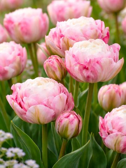 Tulipa "Double Surprise"