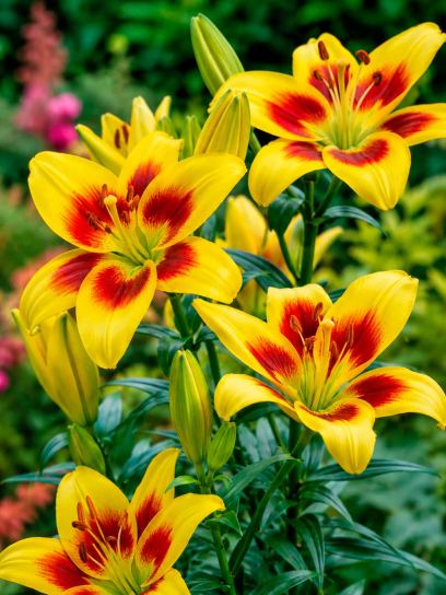 Lilium "Robert Swanson"