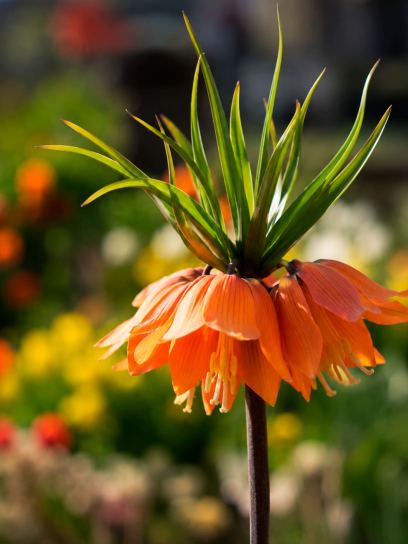 Fritillaria "Sunset"