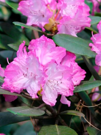 Rhododendron yakushimanum "Blurettia" contenedor (P23)