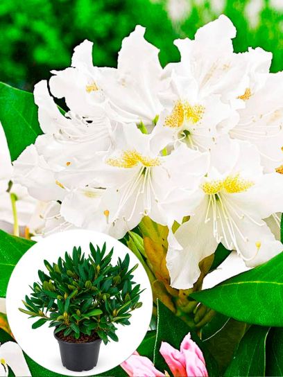 Rhododendron catawbiense "Cunningham's White" container (P23)