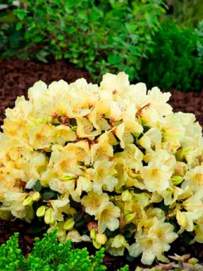 Rhododendron 'Wren' Container (P17)