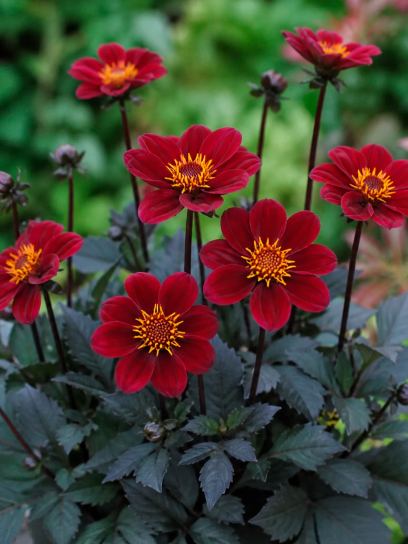 Dahlia "Mexican Star" BIO