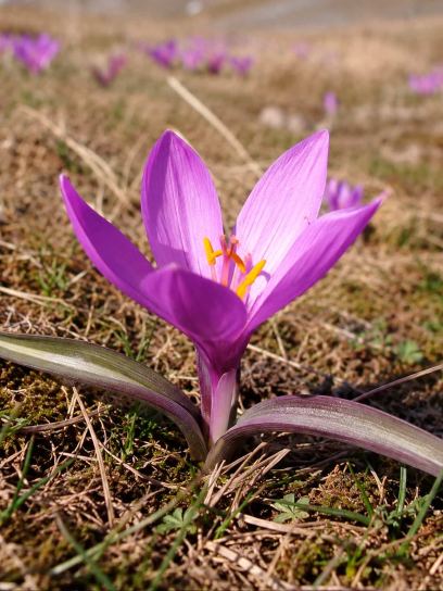Colchicum bulbocodium