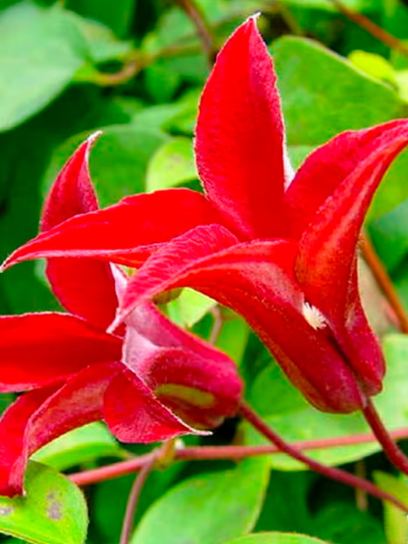 Clematis "Gravetye Beauty" container (C2)