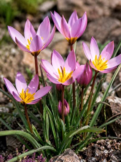 Tulipa humilis
