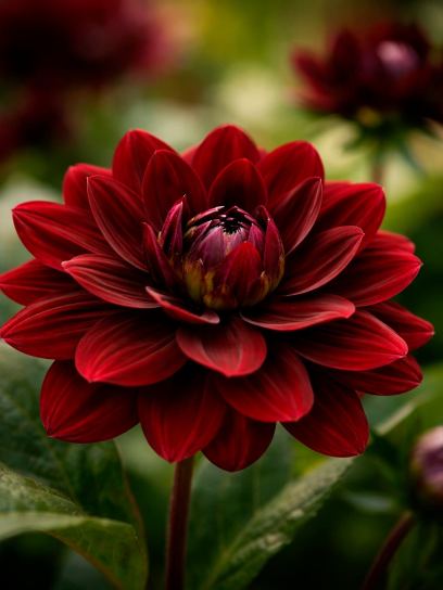 Dahlia "After Dusk"