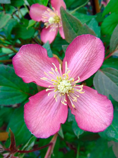 Clematis "Van Gogh" Container (C2)