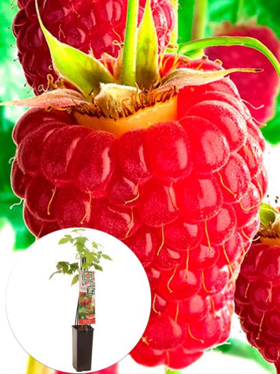 Raspberry "Himbo Top" container (P11)