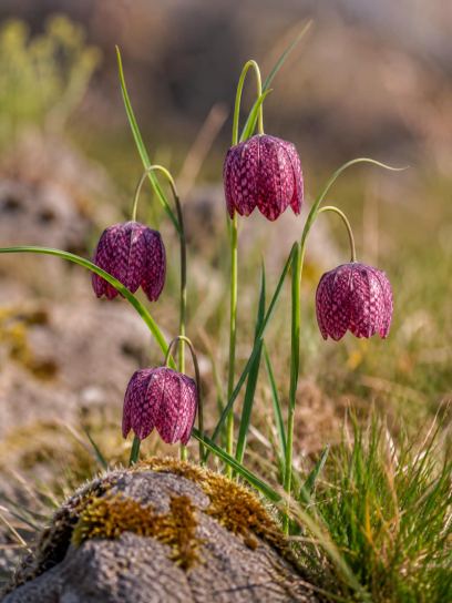 Fritillaria meleagris