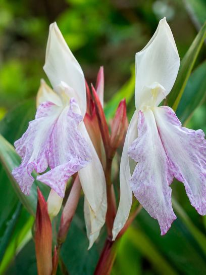 Roscoea "Beesiana"