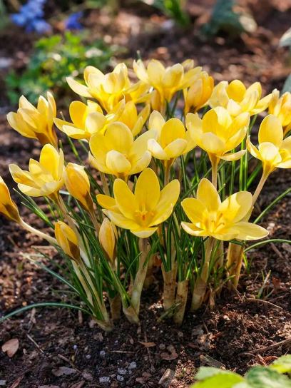 Crocus chrysanthus "Romance"