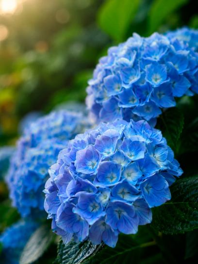 Hydrangea macrophylla "Forever & Ever Blue"
