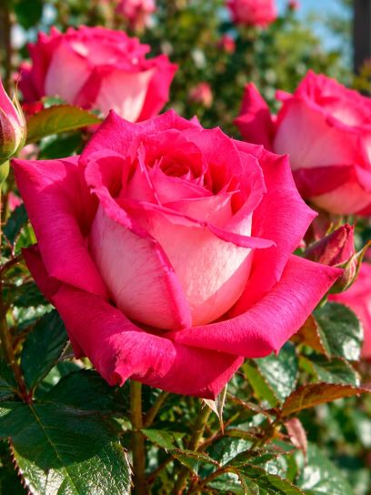 Rose ‘Acapella’