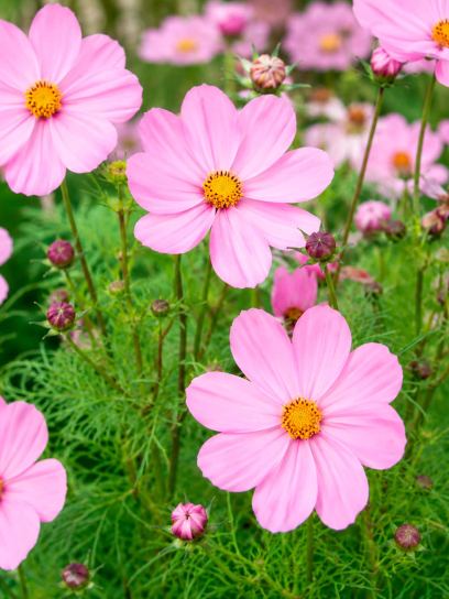 Cosmos peucedanifolius "Flamingo"