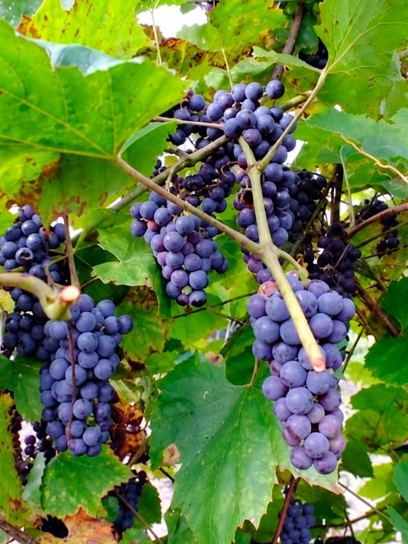Grape "Amurensis" container (C3)