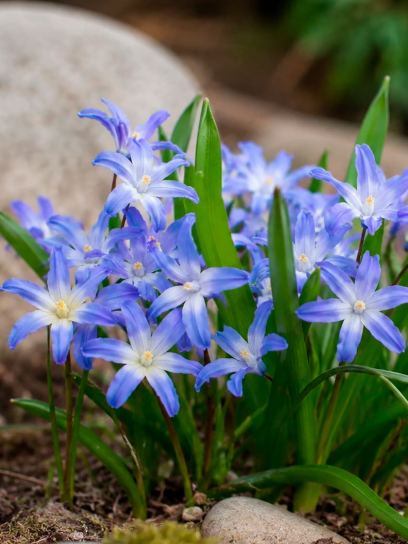 Chionodoxa luciliae