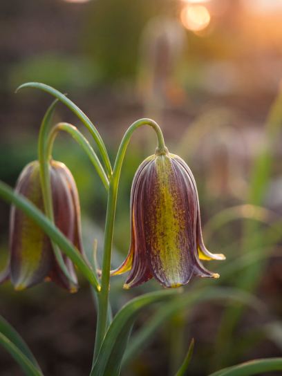 Fritillaria elwesii