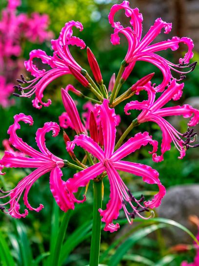 Nerine bowdenii "Mr. Nick"