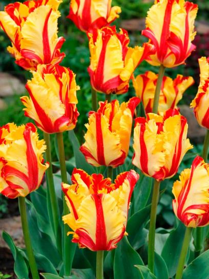 Tulipa "Flaming Parrot"