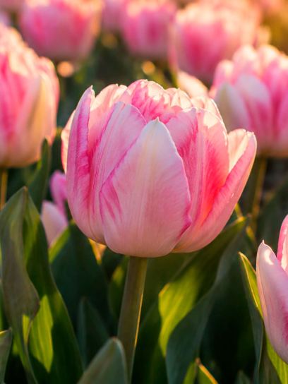 Tulp "Foxtrot"