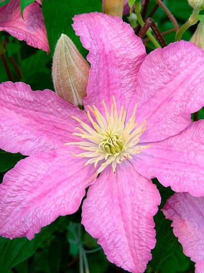 Clematis "Comtesse de Bouchaud" container (P14)