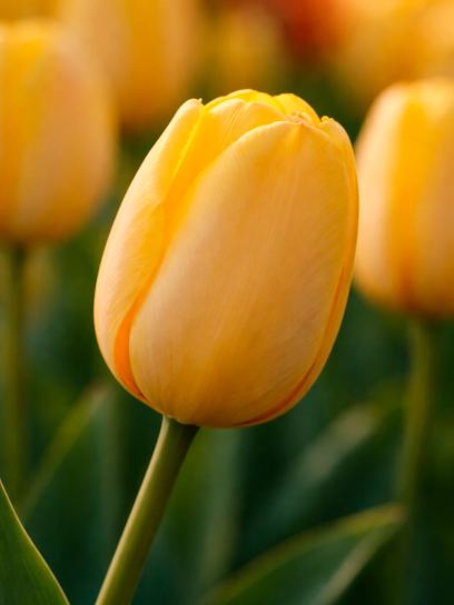 Tulipa "Golden Parade"