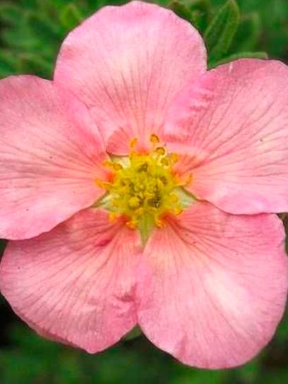 Cinquefoil "Pretty Polly" container (P0.5)