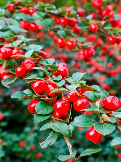 Cotoneaster "Frieders Evergreen" container (P0.5)