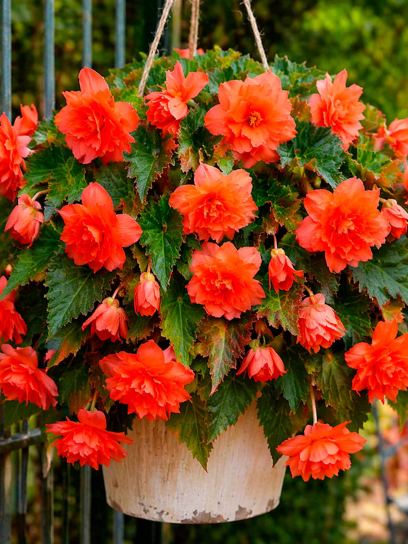 Begonia Pendula Cascade -Salmon Orange-