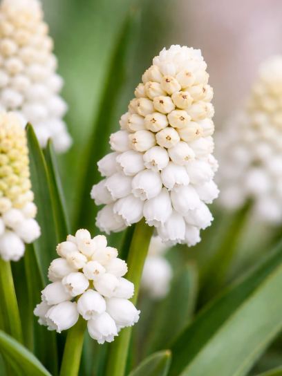 Muscari aucheri "White Magic"