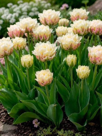 Tulipa "Mystery Valley"