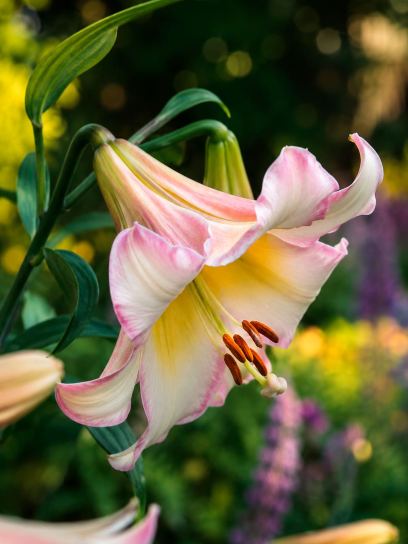Lilium "Beijing Moon"