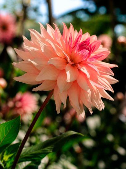 Dahlia "Schneckenstein"