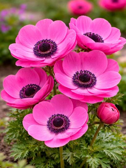 Anemone coronaria MISTRAL "Magenta"