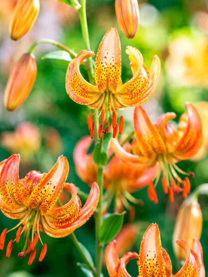 Lilium martagon "Peppard Gold"