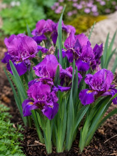 Iris sibirica "Bundle of Joy"