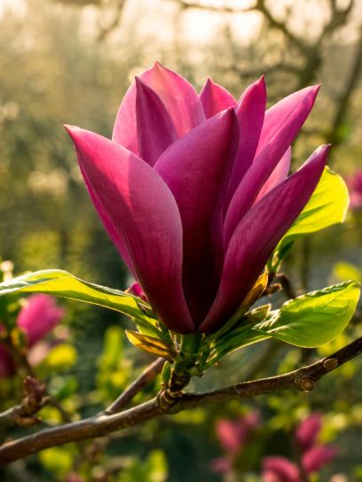 Magnolia "Black Beauty"