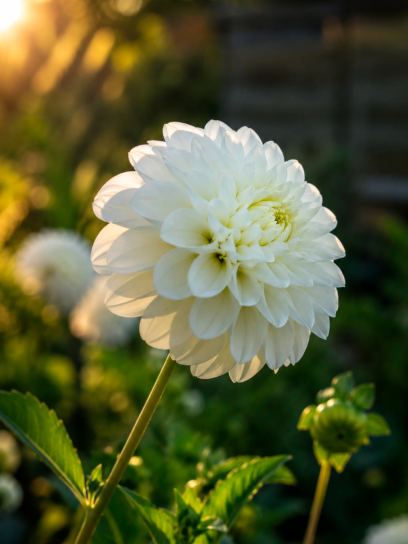 Dahlia "Orsett Beauty"
