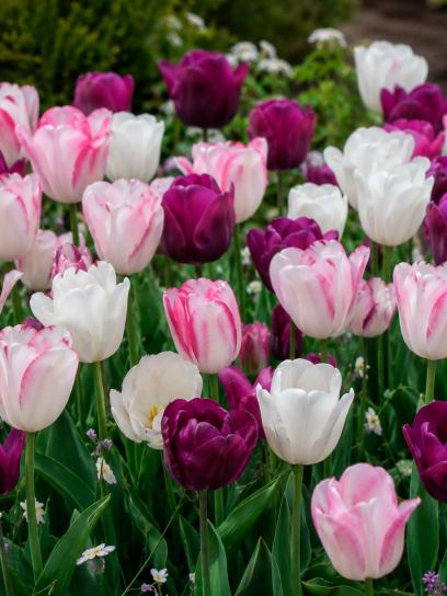Tulipa -Schakeringen van de Lente Mix-