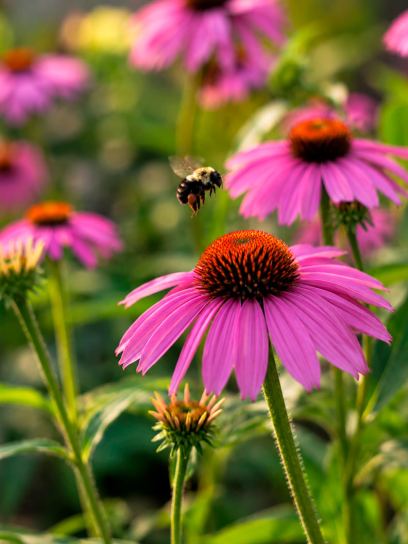 Echinacea purpurea
