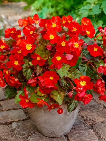 Begonia multiflora "Flamboyant"