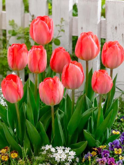 Tulip "Orange van Eijk"