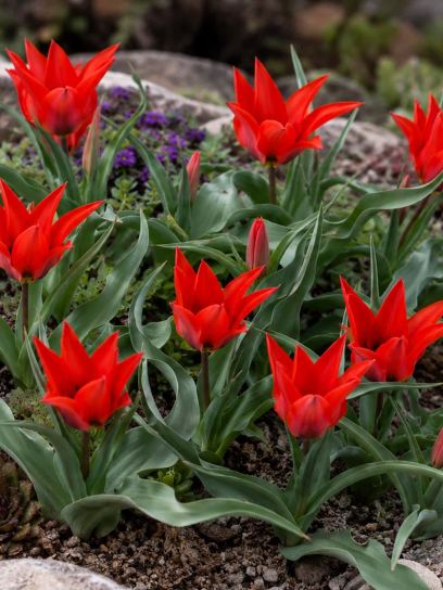 Tulipa ingens
