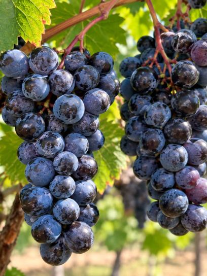 Grape ‘Zilga’